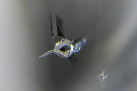 Photomicrograph of inclusion within a type IaB gem diamond from the Karowe mine, Botswana