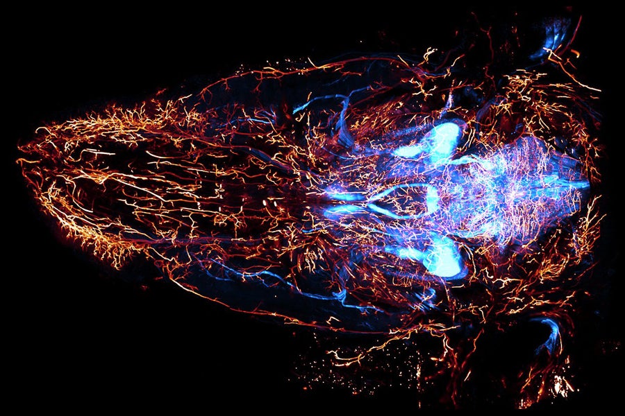 Visualization of cranial nerves in a 3D view of nerve and vasculature in a mouse head