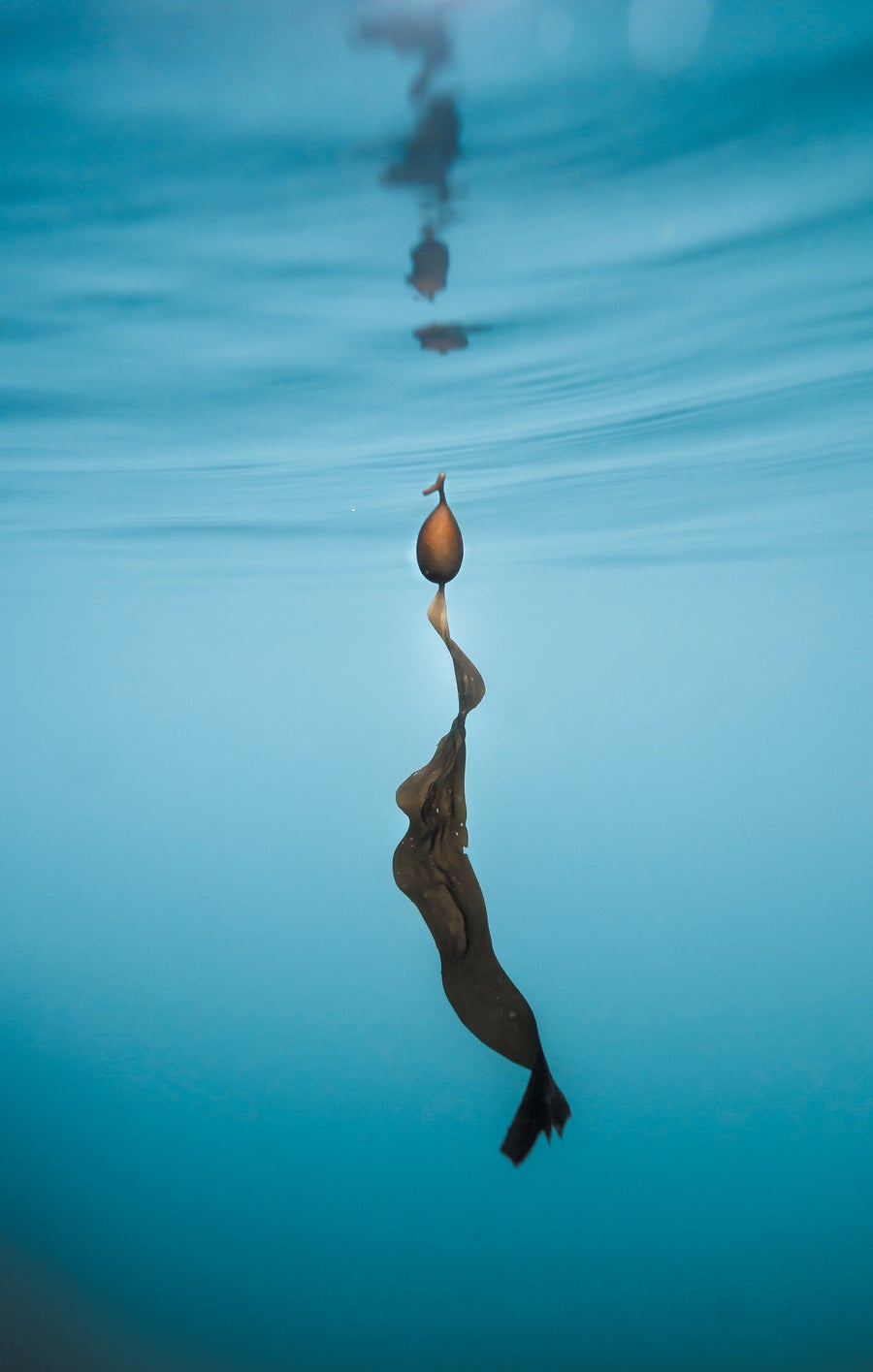 ภาพถ่ายของ Kelp Underwater