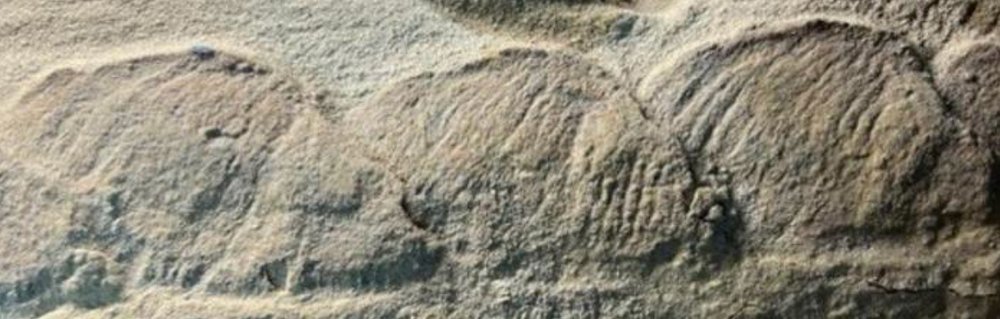 Tres impresiones arqueadas de púas en roca fósil