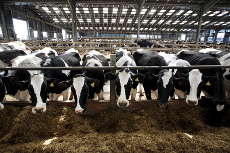 Black and white dairy cows lined up.