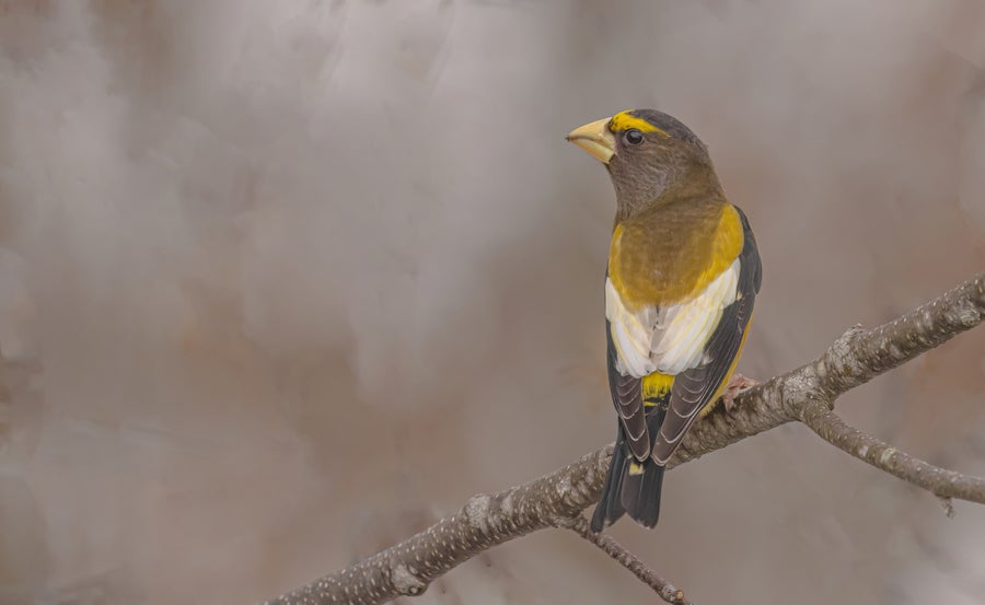 Rear view of a male Evening Grosbeak, showing tan, yellow, grey and white feathers