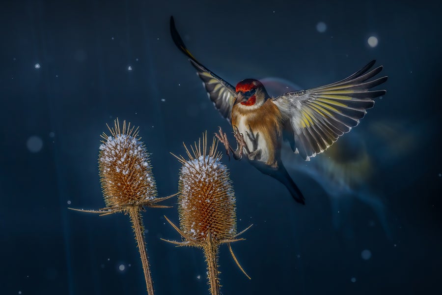 bird in flight with feet outstretched towards cylinder-shaped plant bud with short spikes, with snow falling