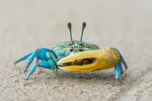 Beautiful blue crab with large yellow claw