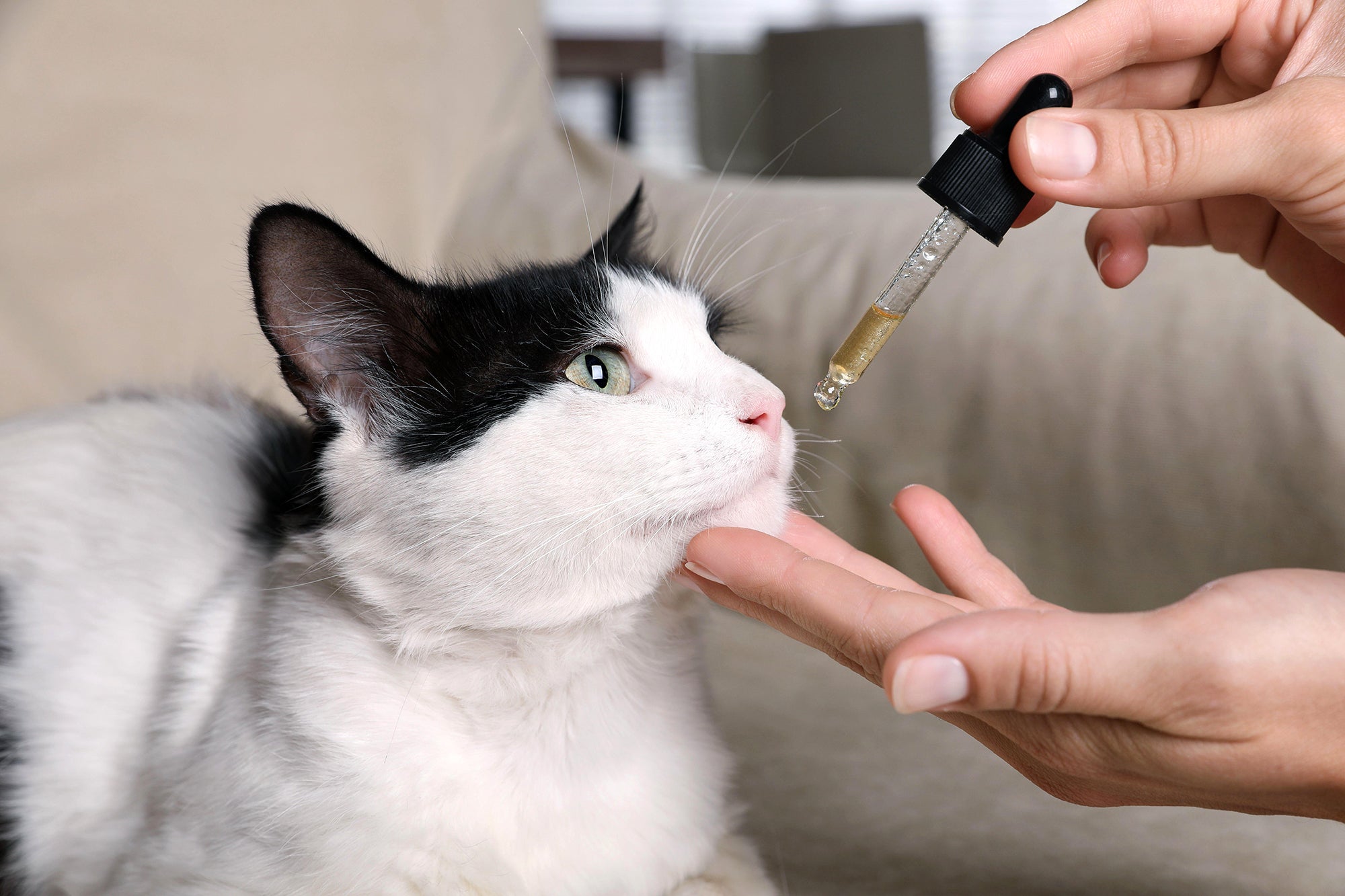 Woman giving tincture to cat at home with a liquid dropper, closeup