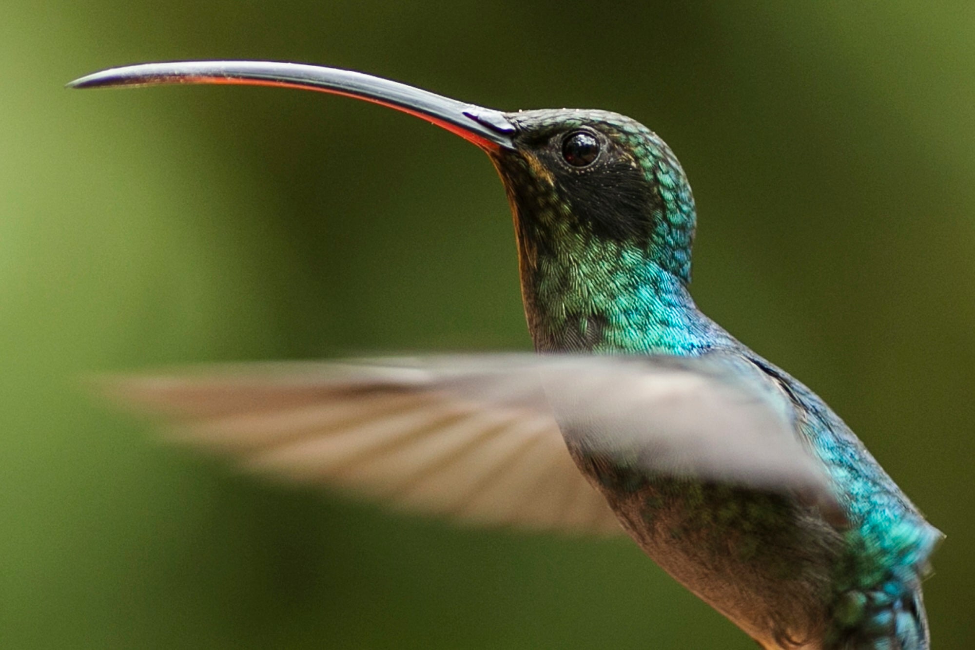 An iridescent green hummingbird seen in profile in flight, with a long, pointed beak