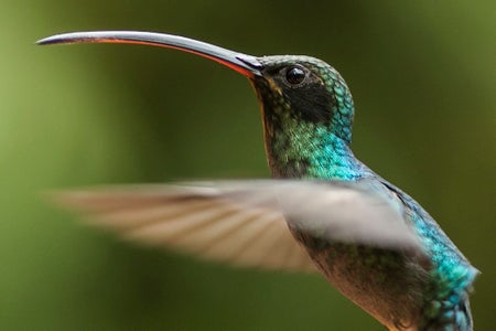 An iridescent green hummingbird seen in profile in flight, with a long, pointed beak