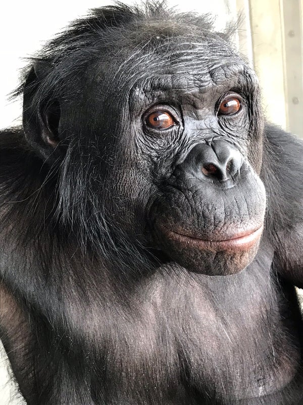 Kanzi the bonobo gazes into the camera