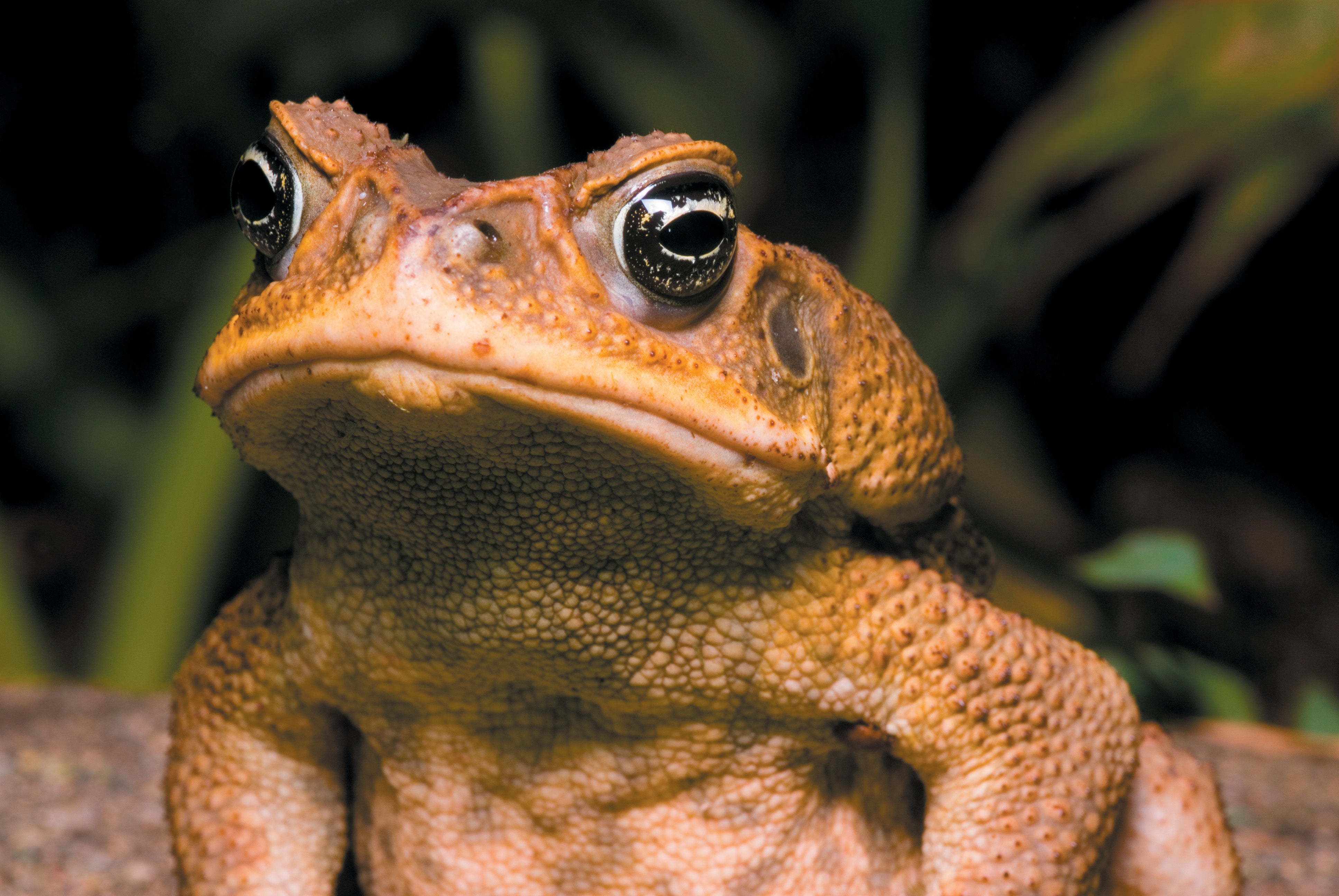 A close-up image of a toad in shown in a natural setting.