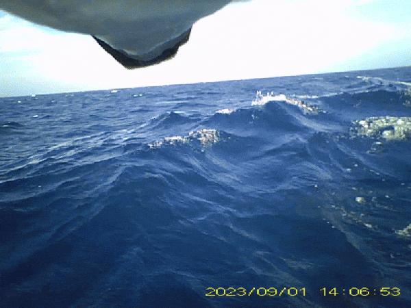 Usando câmeras voltadas para trás montadas em tosquiadas de listras, os pesquisadores registraram os hábitos de cocô dos pássaros marítimos no oceano aberto.