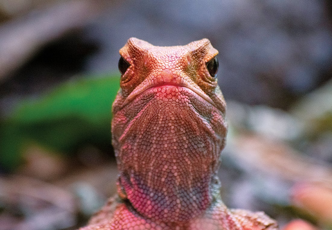 Tuatara facing the camera directly, under the glow of warm light.