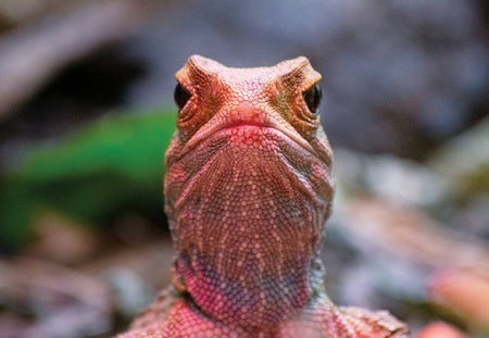 Tuatara facing the camera directly, under the glow of warm light.