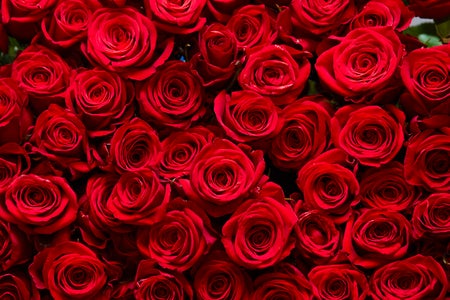 A pile of red roses