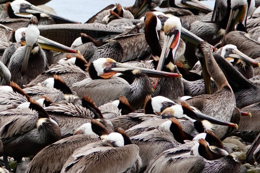 A group of Pelicans.
