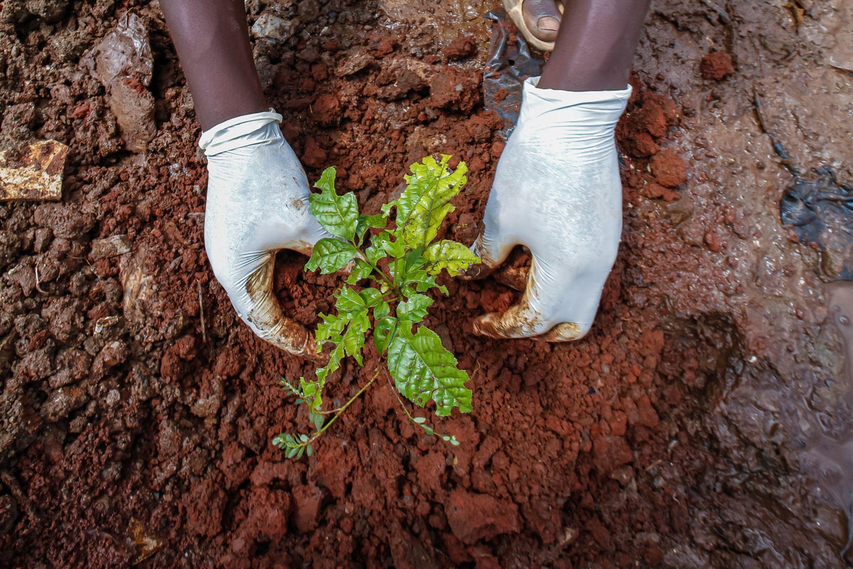 Gloved hands planting a tree