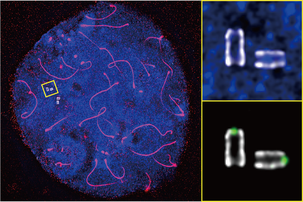 A microscope image shows the pink swirls of chromosome axis against a stained blue background with a couple of small white centrioles. The centrioles look like two parallel lines with faint white connections on either end.