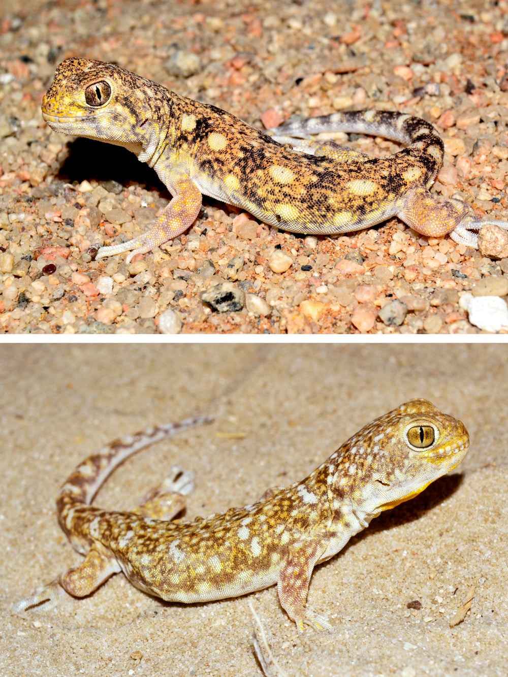 Imagen dividida con P maculatus (superior) y P Garrulus (abajo)