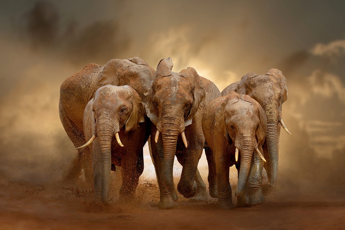 A group of young elephants walking toward camera.