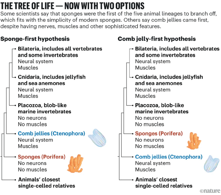 A side-by-side diagram of two competing animal family trees, showing how understanding of evolutionary relationships changes depending on whether sponges or comb jellies are considered the earliest-branching animal lineage.