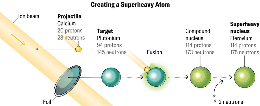 Schematic shows how a projectile atom (calcium) can fuse with a target atom (plutonium) to create a superheavy atom (flerovium).