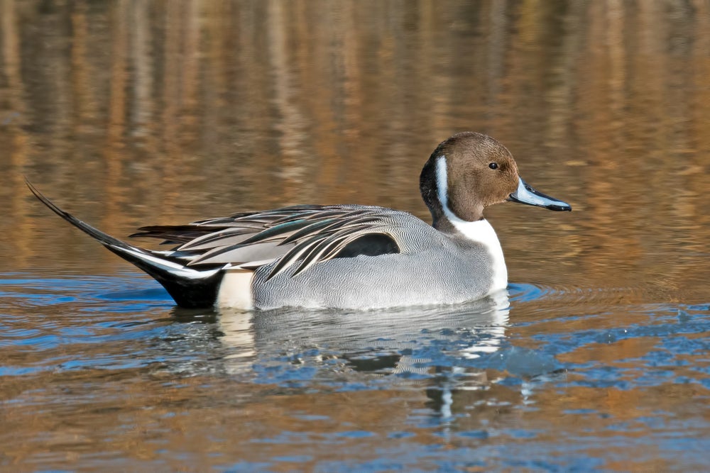 Vista de perfil de la natación masculina de pato de pintail en el norte