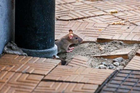 Juvenile brown rat (Rattus norvegicus) emerging from drainpipe on pavement in city street