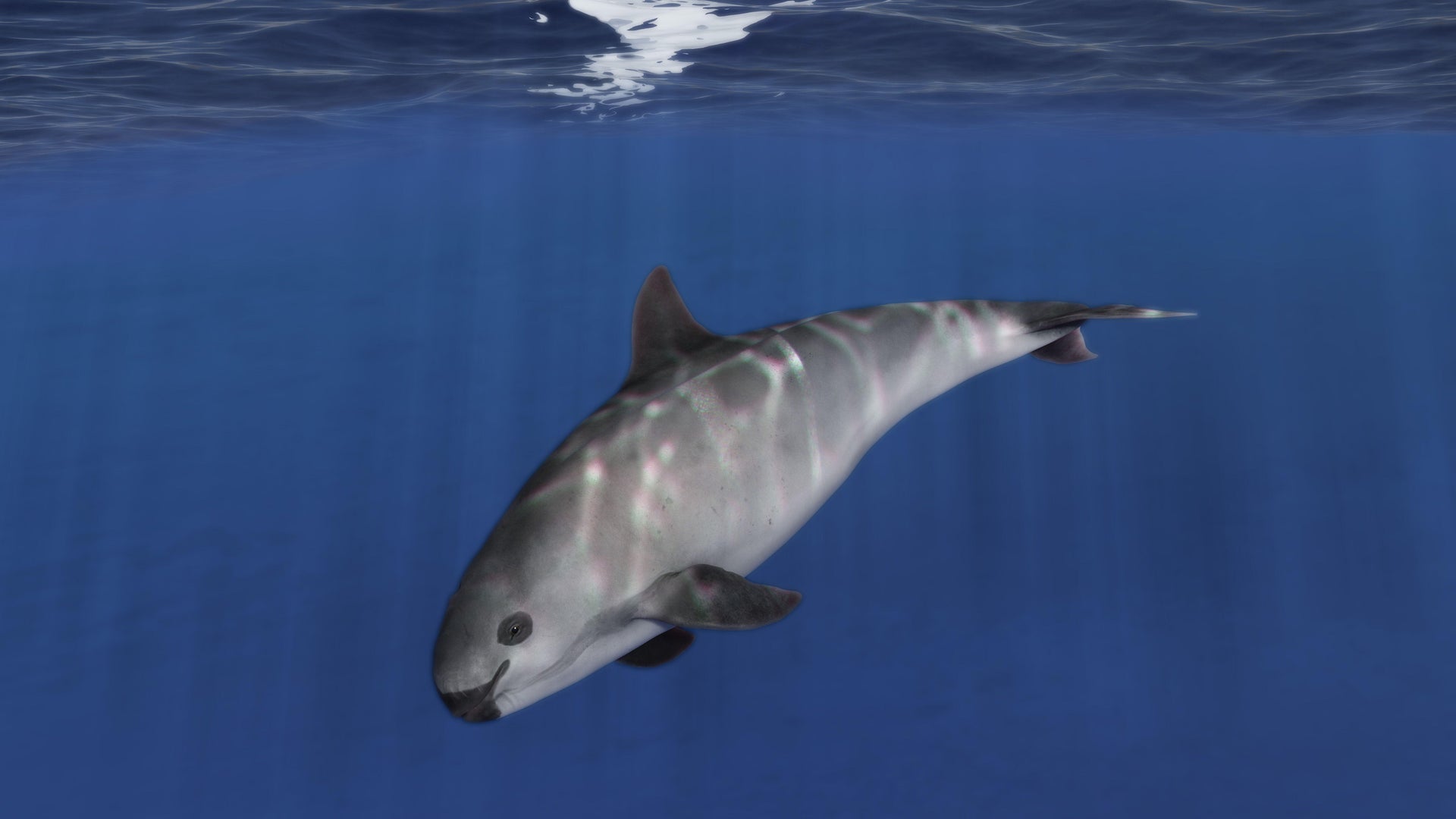Two Vaquita Calves Offer Flicker of Hope for Most Endangered Porpoises on Earth | Scientific American