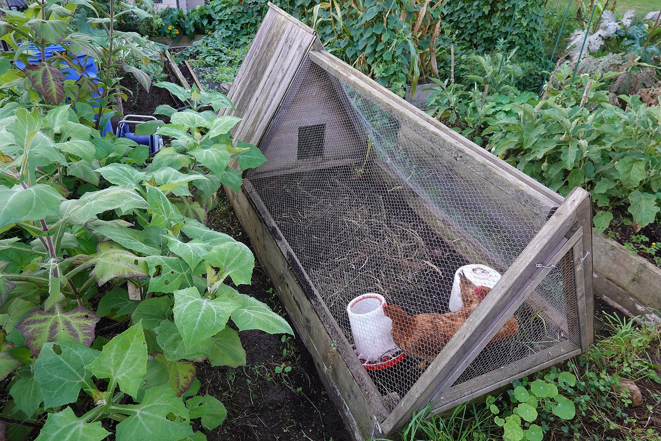 How to Protect Pets and Backyard Chickens from Bird Flu | Scientific ...