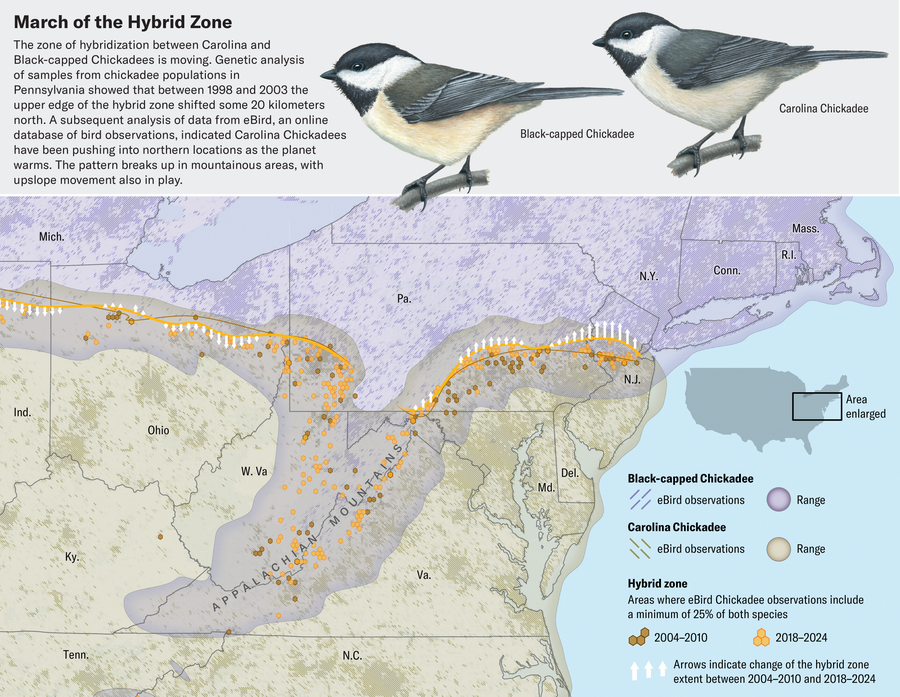 Map of an eastern swath of the United States shows Black-capped Chickadee ad Carolina Chickadee ranges along with an indication of the overlap zone for 2004-2010 and 2018-2024, as defined by eBird community observation data. The overlapping area has been pushing north locations as the planet warms. The pattern breaks up in mountainous areas, with upslope movement also in play.