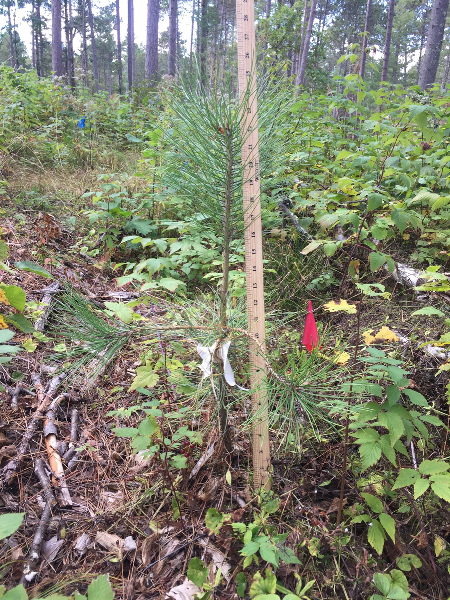 Ponderosa pine tree with a wooden measuring stick.