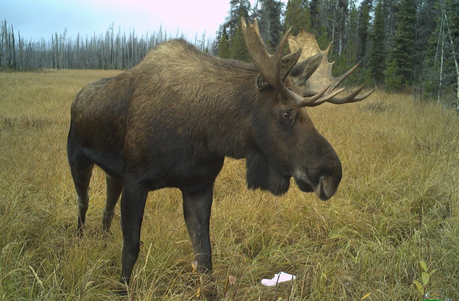 Moose standing on grass