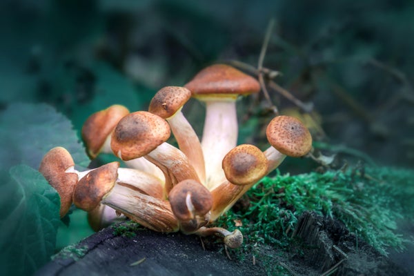 A cluster of brown and white mushrooms in a natural setting.