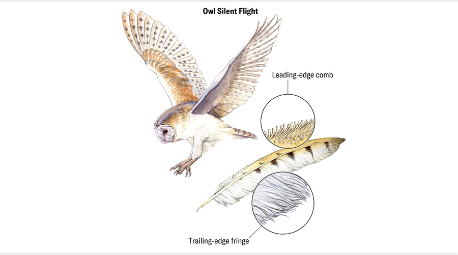 An illustration of an owl wing feather highlights features that allow for silent flight. The leading edge is comb-like, and the trailing edge is made of a fluffy fringe.