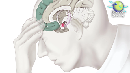 An illustration of a man holding his head with a digram of his brain showing.