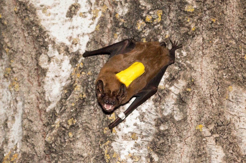 Murciélago noctule mayor con un pequeño sensor de sonido y movimiento envuelto en amarillo en su espalda mientras se aferra a un árbol