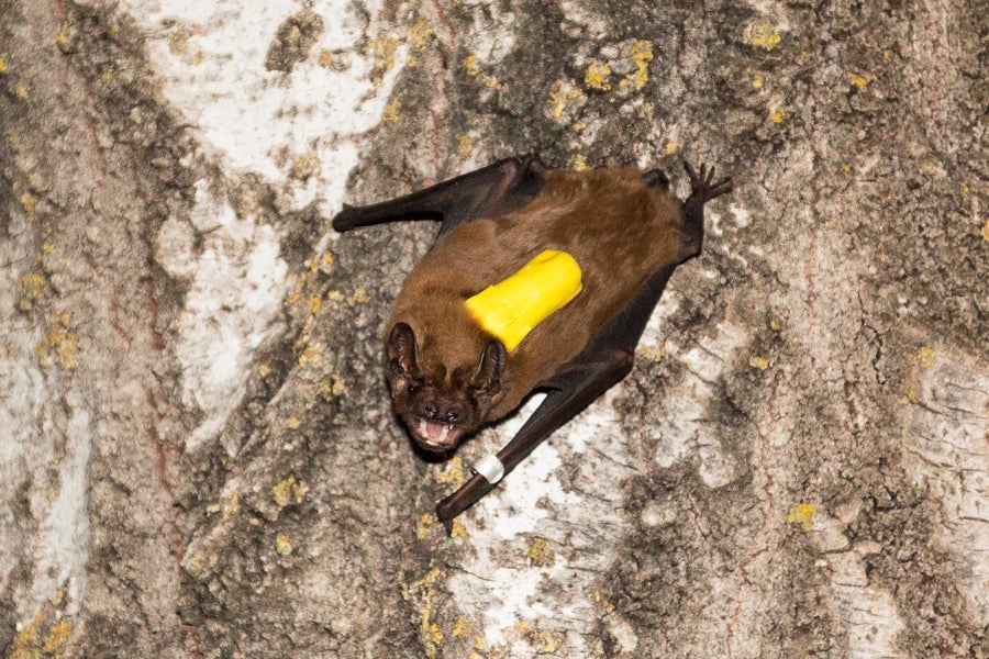 Greater noctule bat wearing with small a sound and movement sensor wrapped in yellow on its back while clinging to a tree