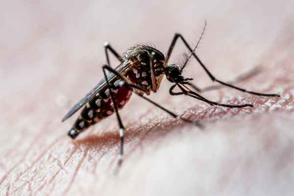 Mosquito Bloodlust Is Driven by These Two Hormones