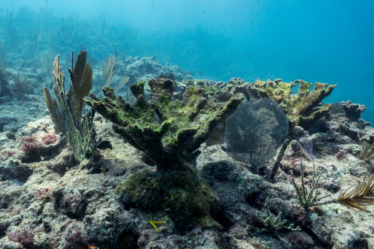 Extreme Summer Heat Threatens Coral Replanting Effort