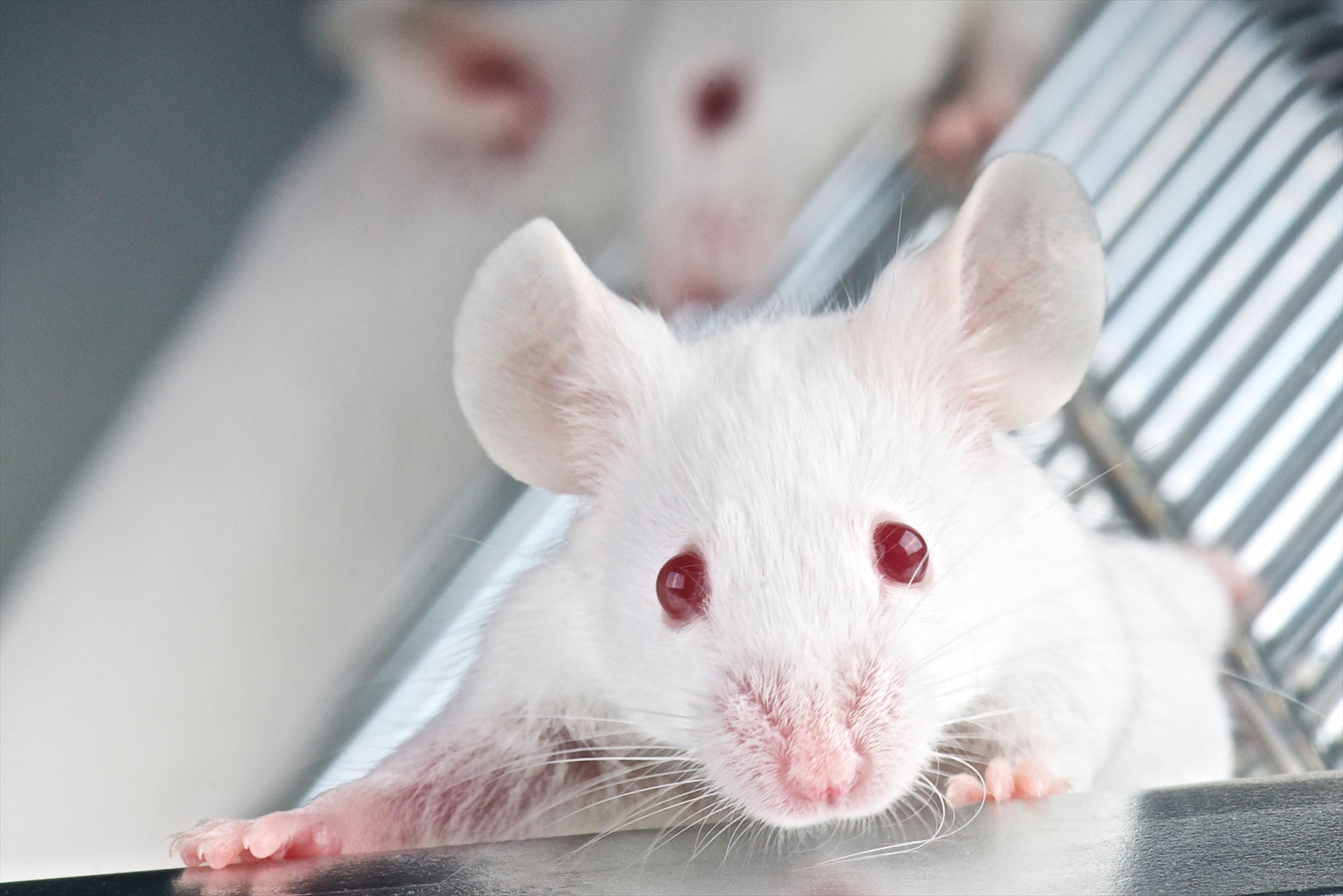 White laboratory mice in a cage