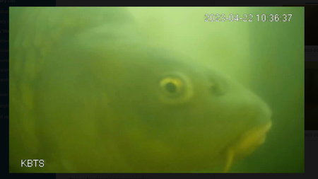 A fish looks into the underwater camera.