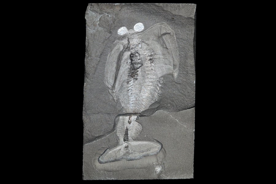 Photo of Odaraia fossil