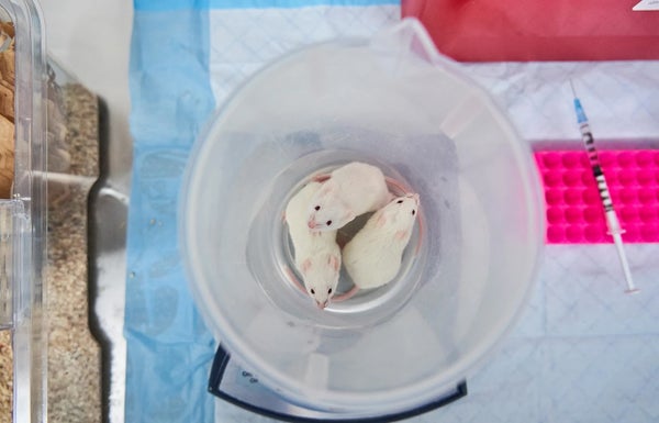 Mice in a plastic bowl