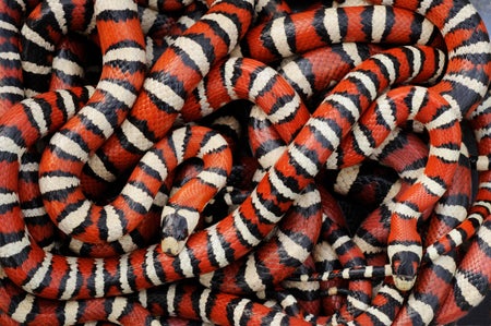 Snakes with red, white and black rings