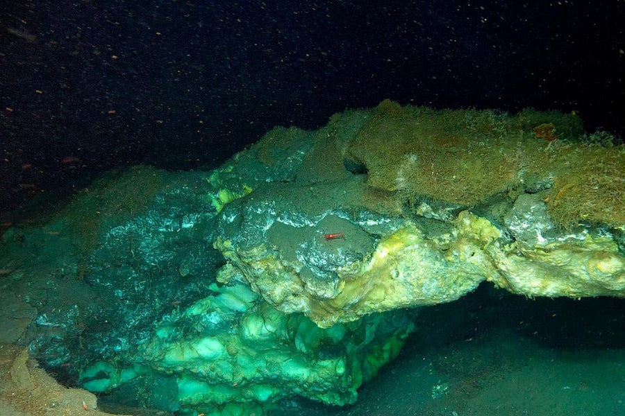 https://static.scientificamerican.com/dam/m/6e7c44cb70cf51fe/original/deep-sea-seep.jpg?m=1766524824.399&w=900