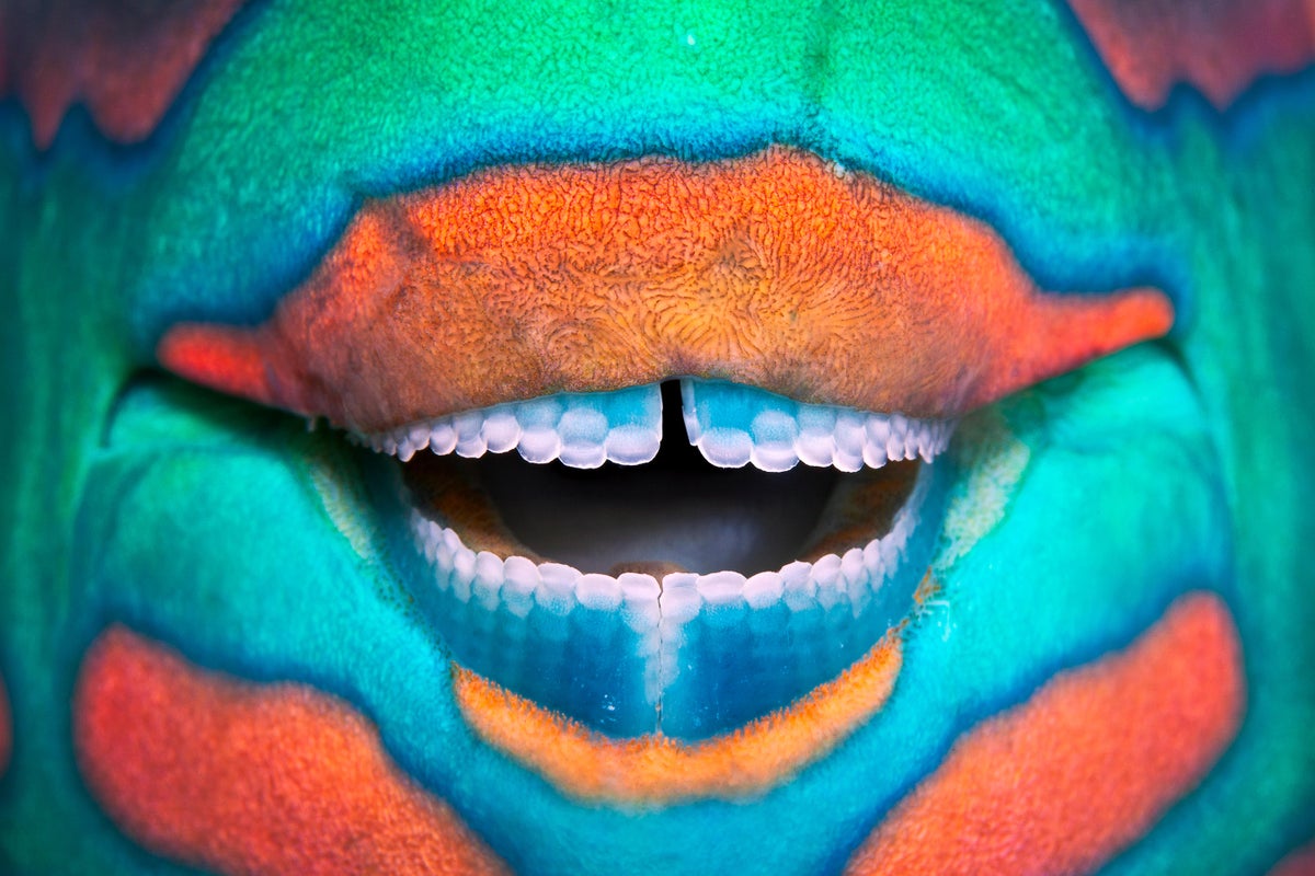 Close up photograph of a Bridled parrotfish (Scarus frenatus) beak