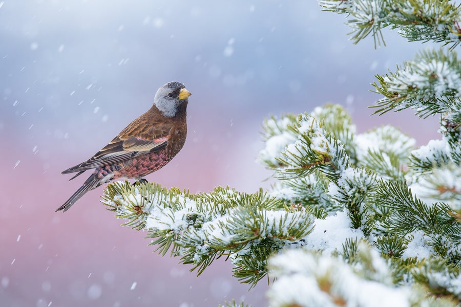 small bird perched on a snowy pine branch in front of a colorful blurry background, with snow falling