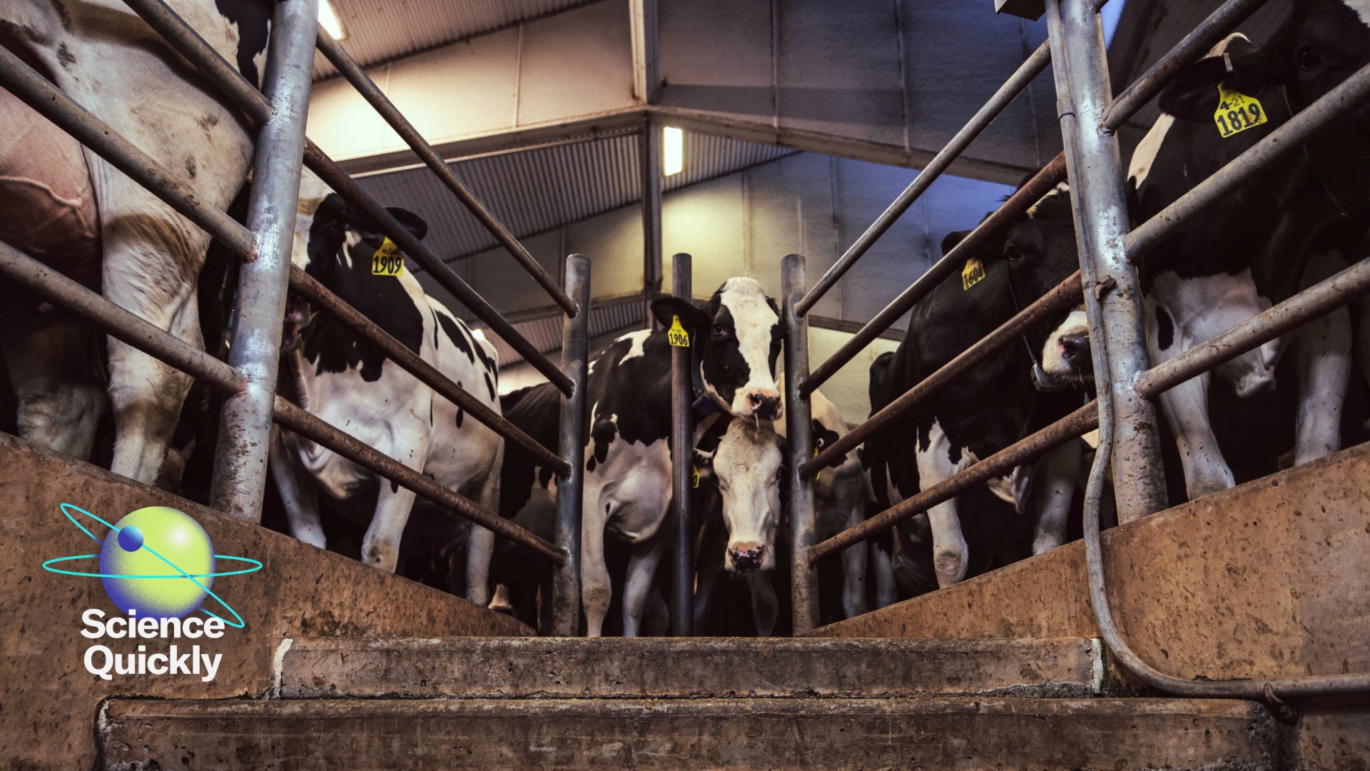 A group of cows stands behind a barrier in a barn
