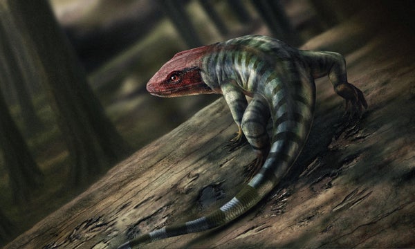 Illustration of an amniote animal thought to have left fossilized claw prints in Victoria, Australia.