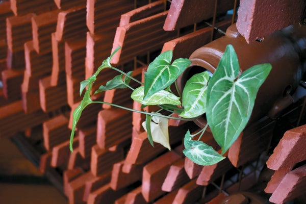 A facade of clay bricks sticking out with a small plant nestled in a pipe