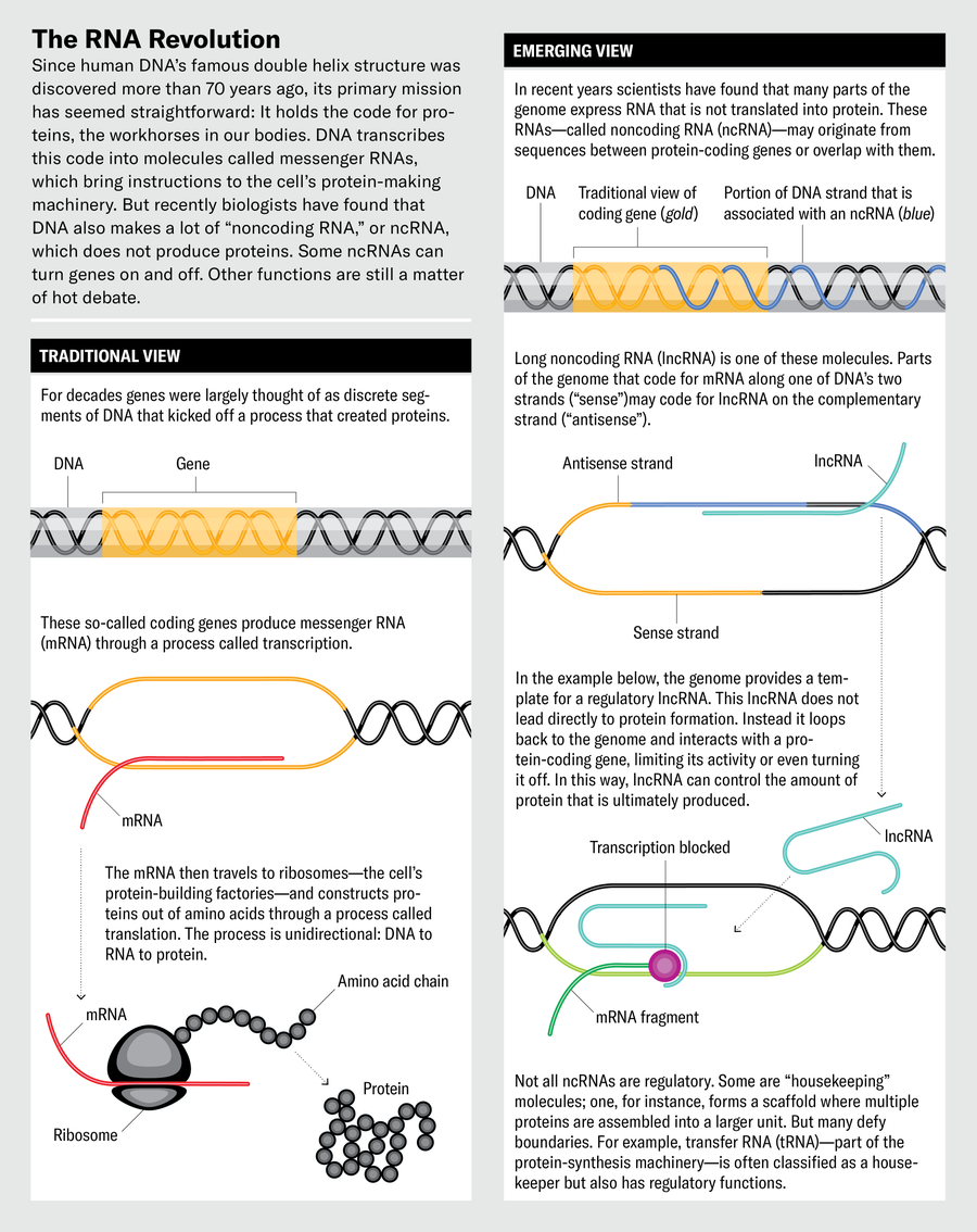 Graphic presents 2 views of how DNA works. The traditional view is unidirectional: DNA to RNA to protein. The emerging view includes ncRNA, which may double back to regulate DNA transcription.